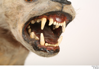 Striped Hyena Hyaena hyaena mouth teeth 0001.jpg